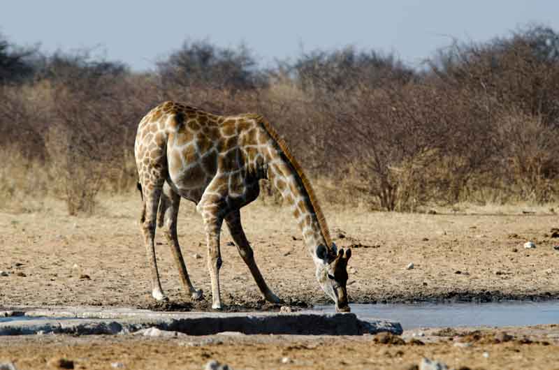 Jirafa - parque nacional de Etosha - Namibia 09.jpg